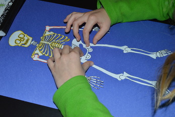 assembling a skeletal system project