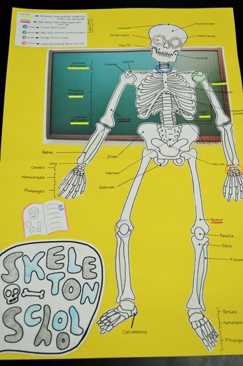 Skeletal System Dem Bones project