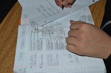 skeletal system notes worksheet