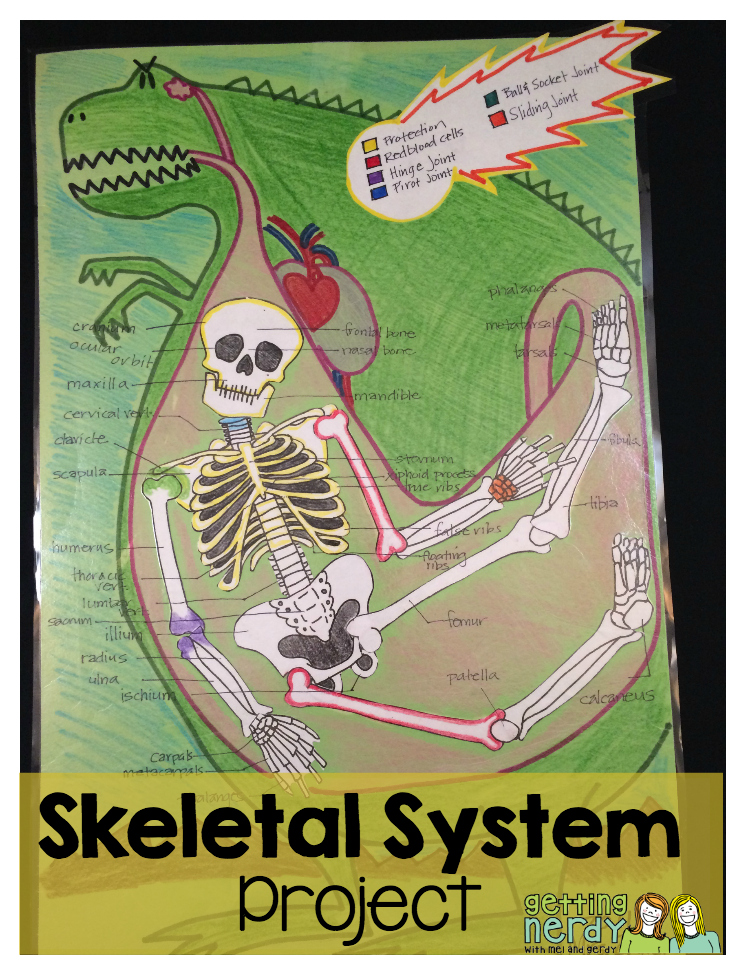 skeleton-with-labeled-bones