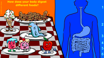 Digestion Story