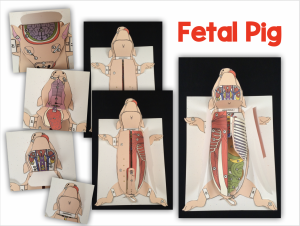 3-D Fetal Pig Dissection Model by Getting Nerdy