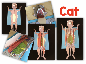 3-D Cat Dissection Model by Getting Nerdy