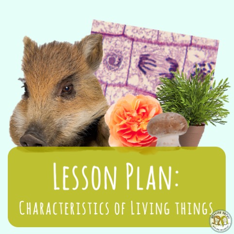 Lesson Plan: The Characteristics of Living Things