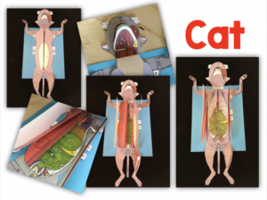 3 D Scienstructable Dissection Paper Models For Life Science And Biology
