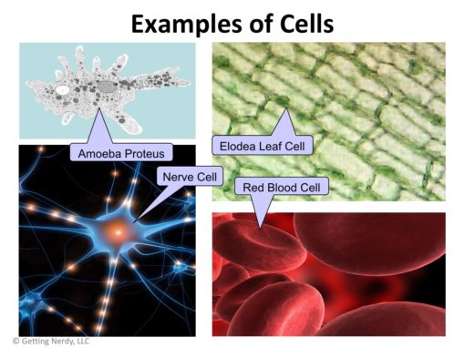 Lesson Plan: Hooke, Cells and Cell Theory - Getting Nerdy Science