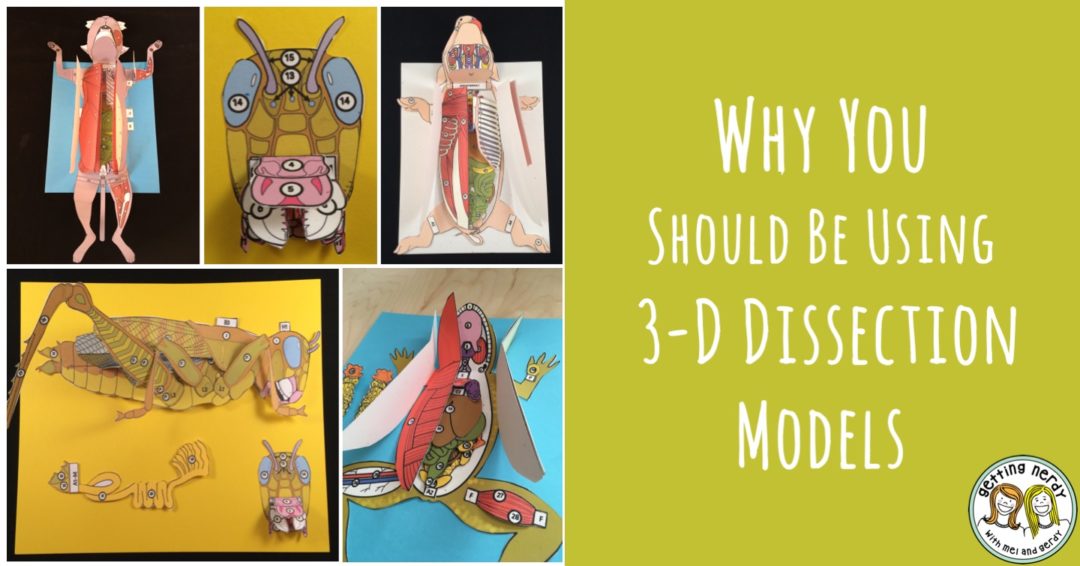 these-3d-science-dissection-paper-models-provide-an-authentic