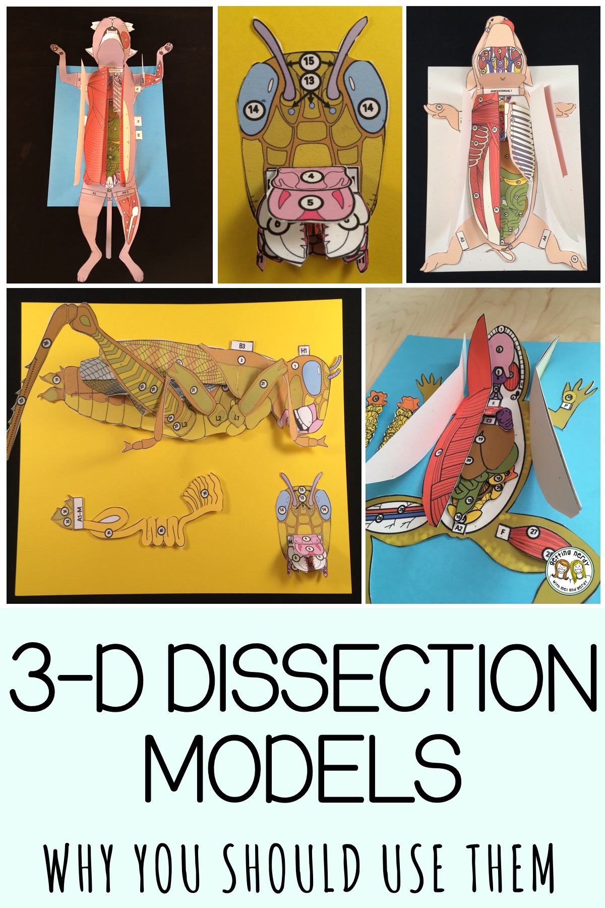 The Benefits of Paper 3D Dissection Models