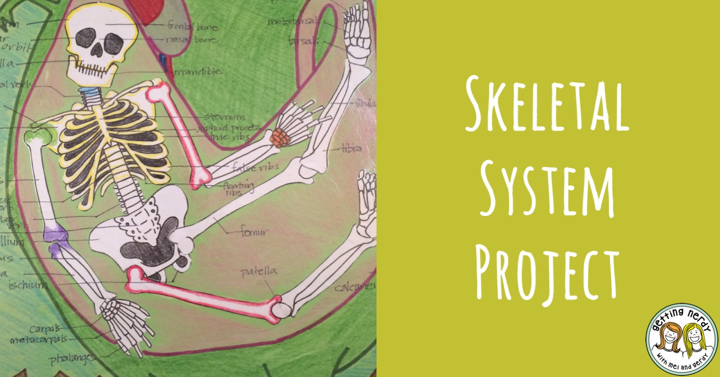 Lesson Plan Skeletal System Project Getting Nerdy Science