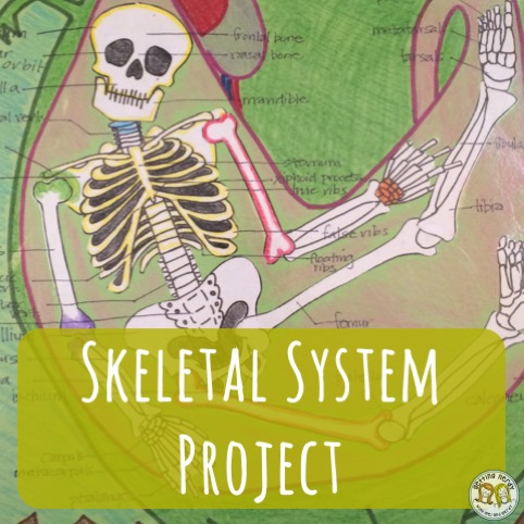 Lesson Plan: Skeletal System Project
