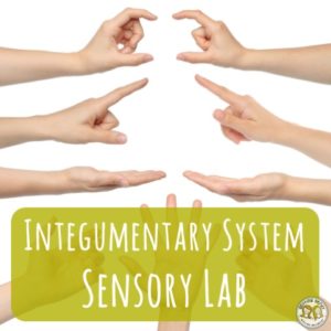 This a great lab for teaching about the integumentary system and touch receptor distribution - Getting Nerdy Science