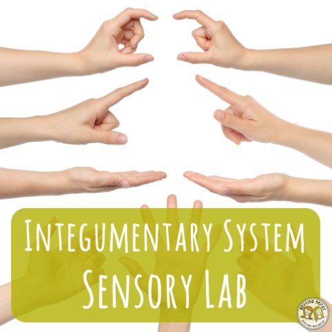 Lesson Plan: Integumentary System Sensory Lab