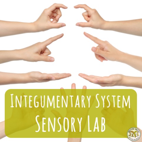 integumentary system body for kids