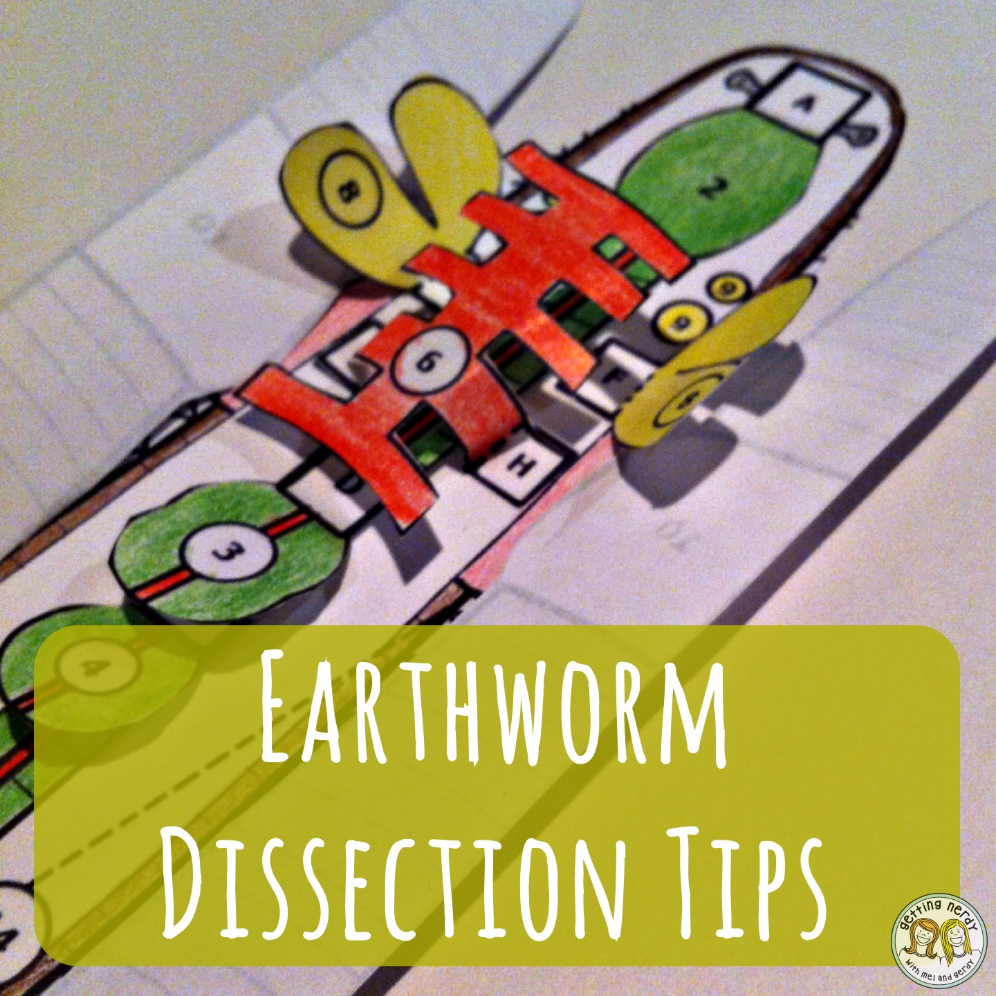 Lesson Plan: Earthworm Dissection